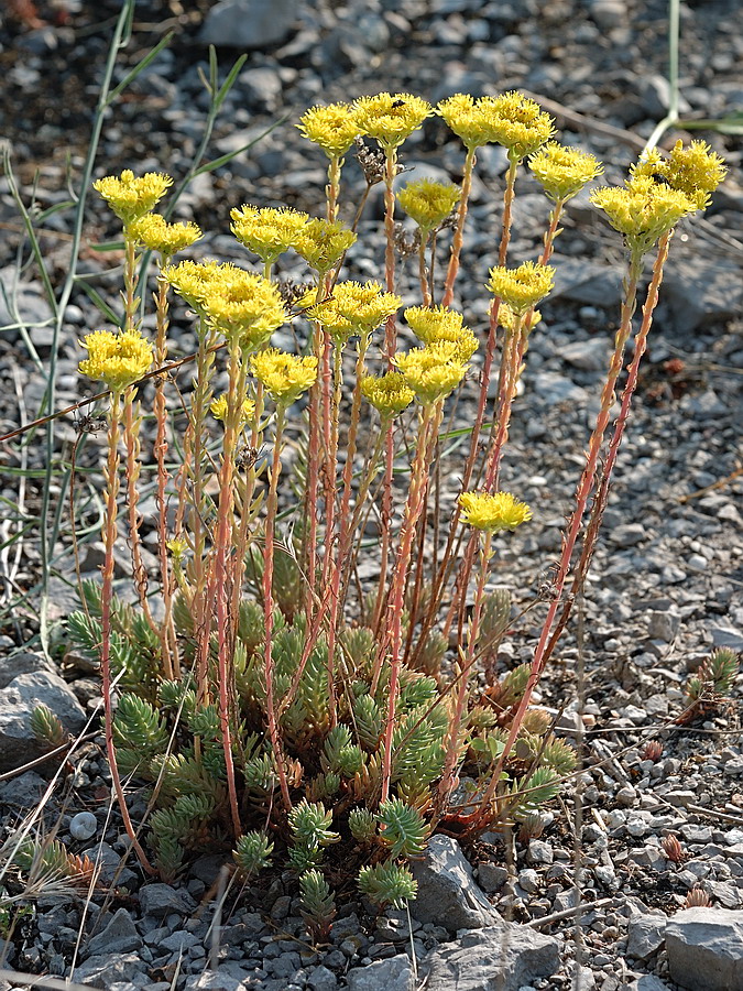 Image of Sedum reflexum specimen.