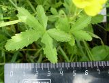 Potentilla reptans. Листья. Ростовская обл., дельта Дона, Подазовье, окр. хутора Узяк. 12 июня 2011 г.