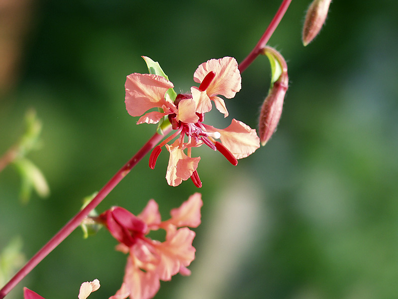 Изображение особи Clarkia unguiculata.