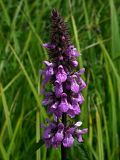 Stachys palustris. Соцветие. Киев, заболоченный луг возле Святошинских озёр. Июнь 2005 г.