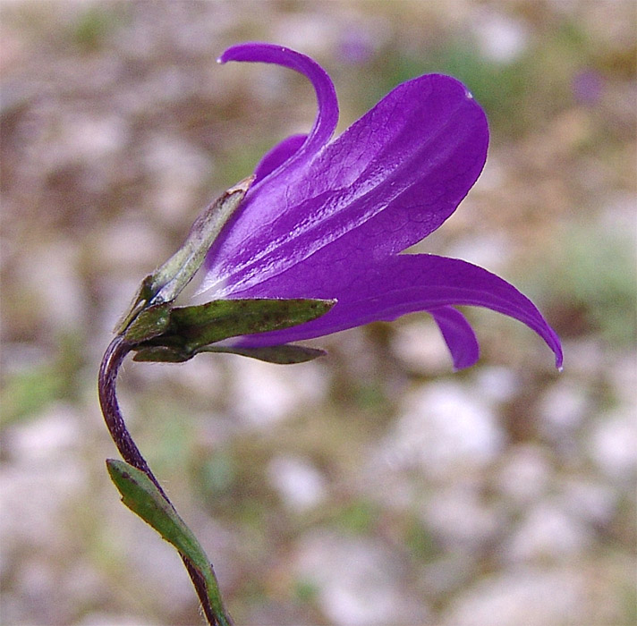 Image of Campanula bellidifolia specimen.