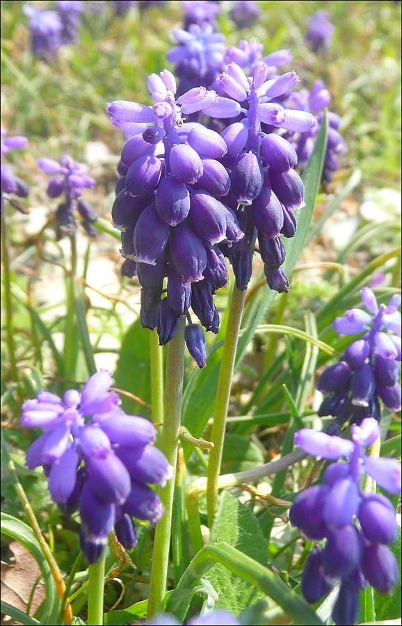 Изображение особи Muscari neglectum.