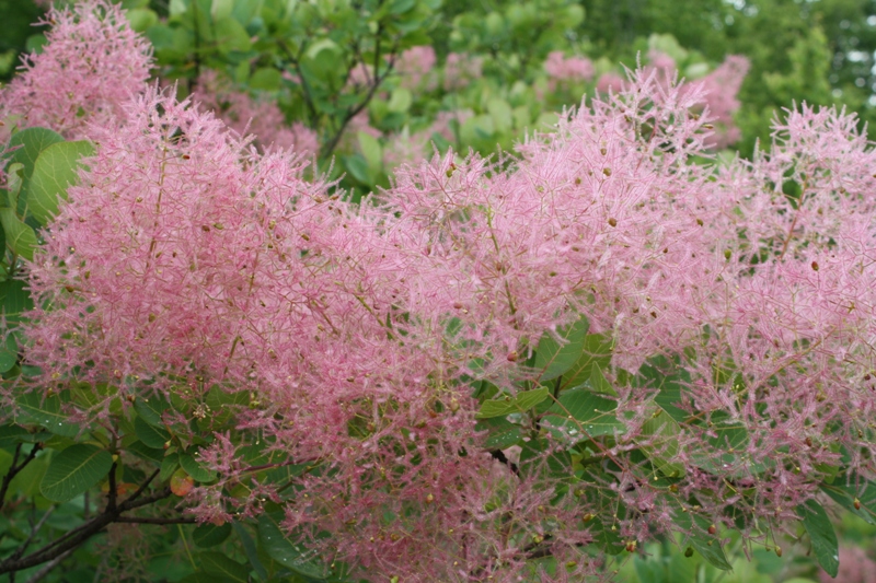 Image of Cotinus coggygria specimen.