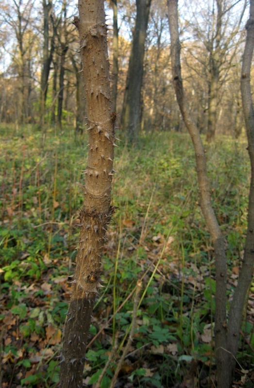 Image of Aralia elata specimen.