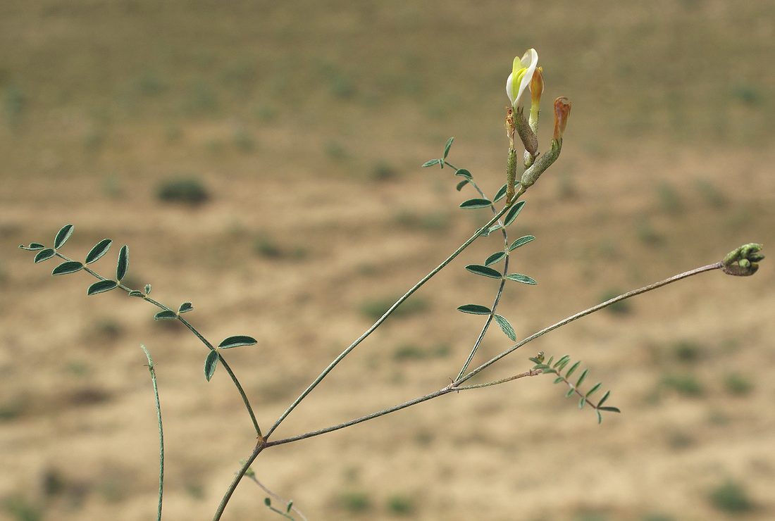 Image of Astragalus bossuensis specimen.