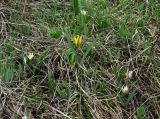 Tulipa dasystemonoides