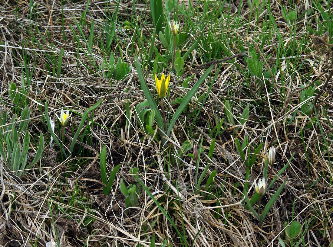 Изображение особи Tulipa dasystemonoides.