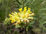 Anthyllis macrocephala