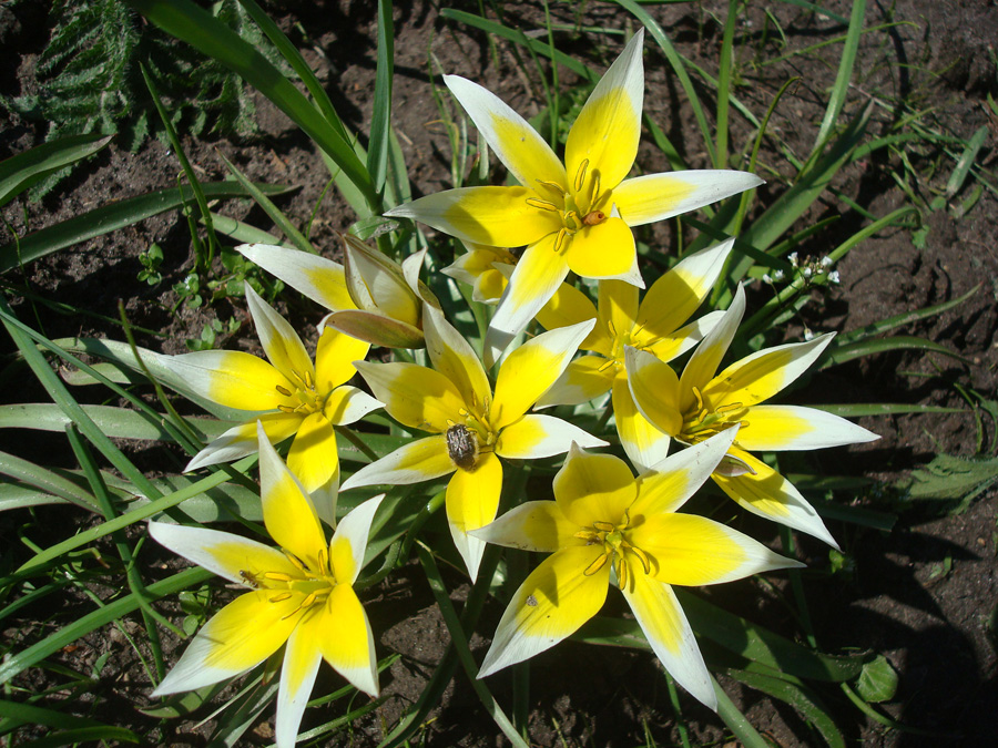 Image of Tulipa tarda specimen.