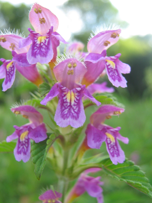 Изображение особи Galeopsis pubescens.