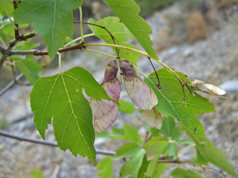 Image of Acer semenovii specimen.
