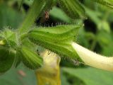 Salvia glutinosa