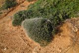 Thymbra capitata. Вегетирующее растение (на заднем плане - Thymelea hirsuta). Израиль, Шарон, г. Герцлия, высокий берег Средиземного моря. 12.02.2012.