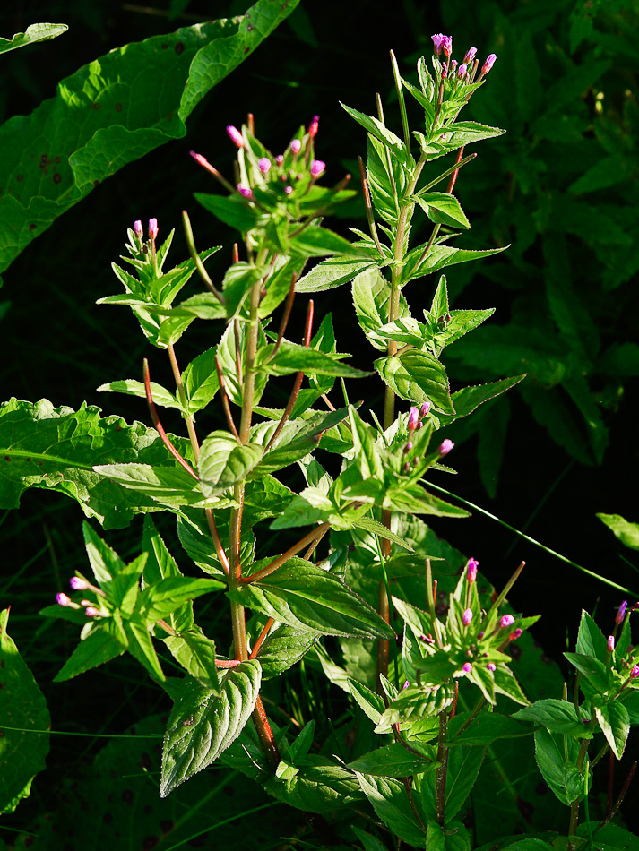 Изображение особи Epilobium glandulosum.