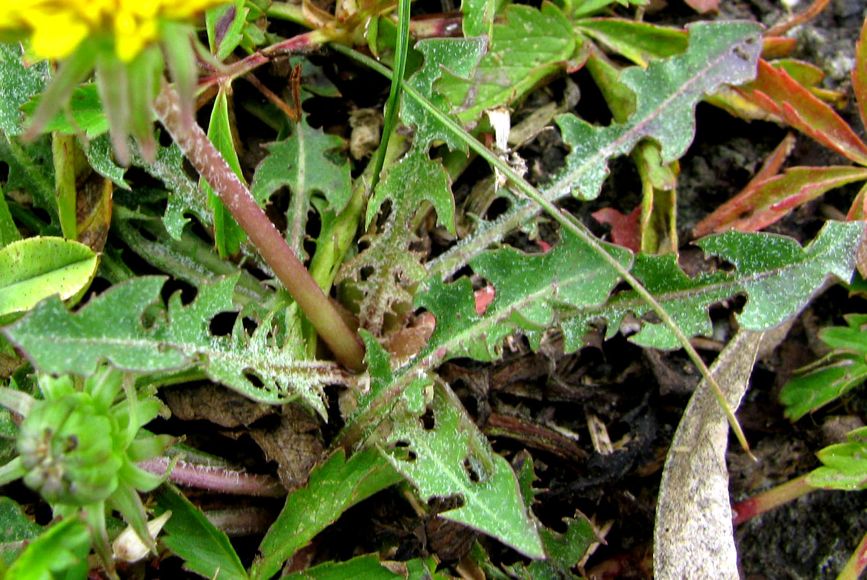 Image of genus Taraxacum specimen.