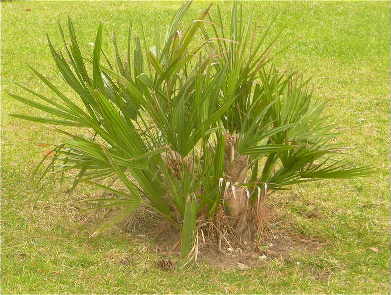 Image of Chamaerops humilis specimen.