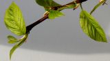 Image of taxon representative. Author is Валерий Куделя