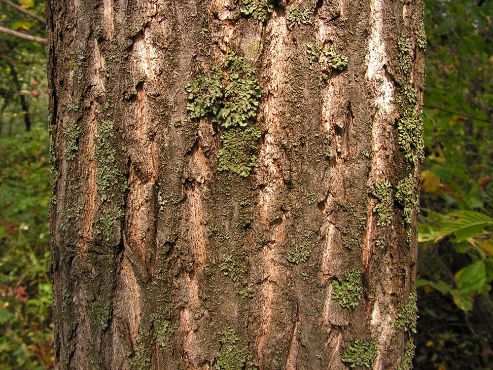 Изображение особи Fraxinus mandshurica.