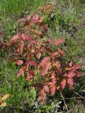 Acer tataricum