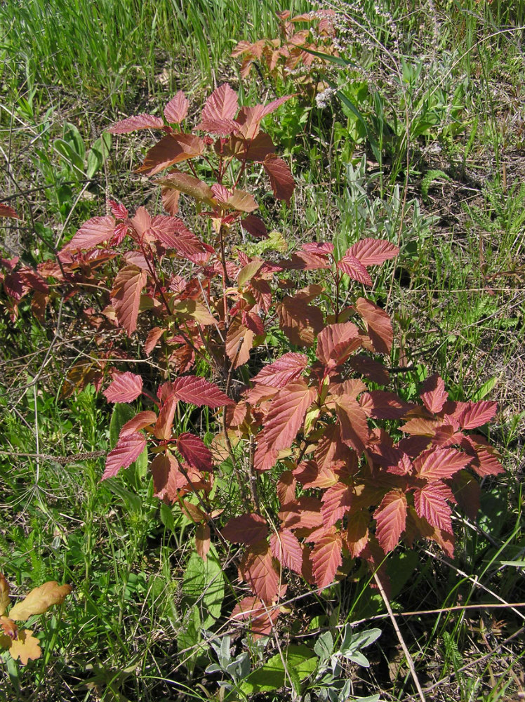 Image of Acer tataricum specimen.