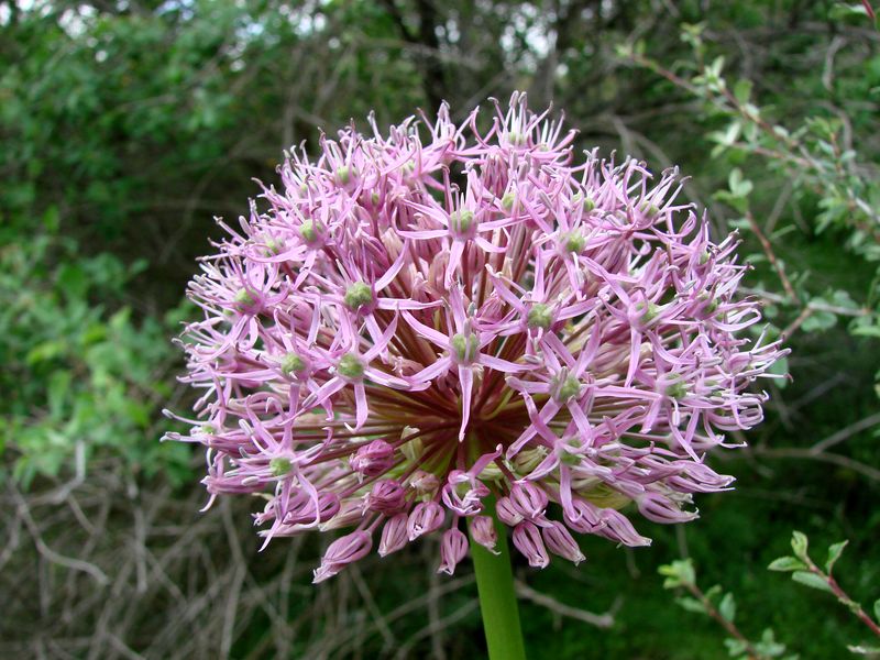 Image of Allium stipitatum specimen.