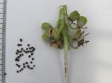 Ornithogalum sintenisii