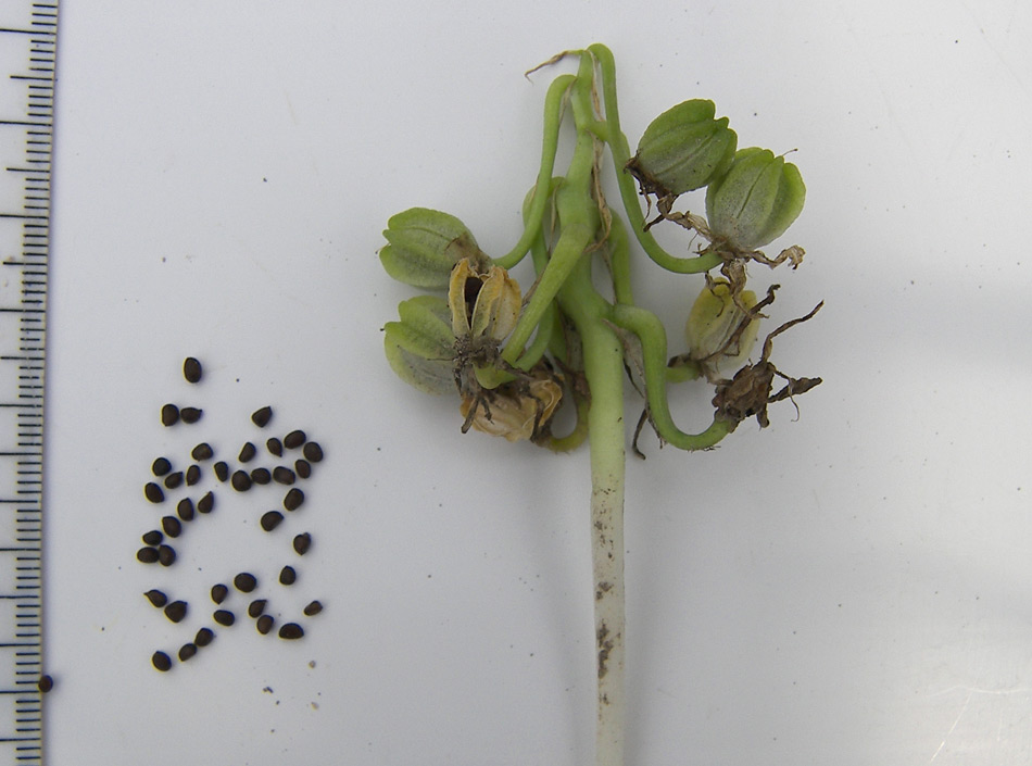 Image of Ornithogalum sintenisii specimen.