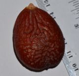 Image of taxon representative. Author is Татьяна Мальчинская