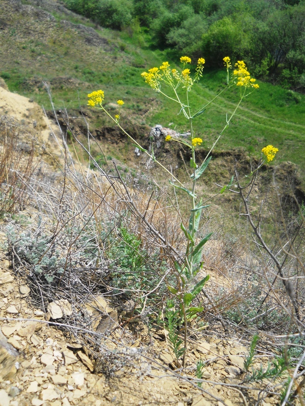 Image of Isatis costata specimen.