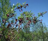 Salix phylicifolia