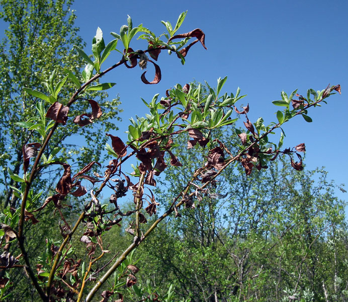 Изображение особи Salix phylicifolia.