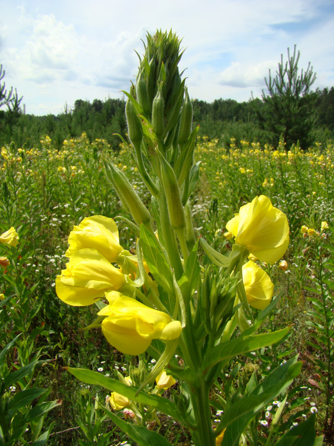 Изображение особи Oenothera biennis.