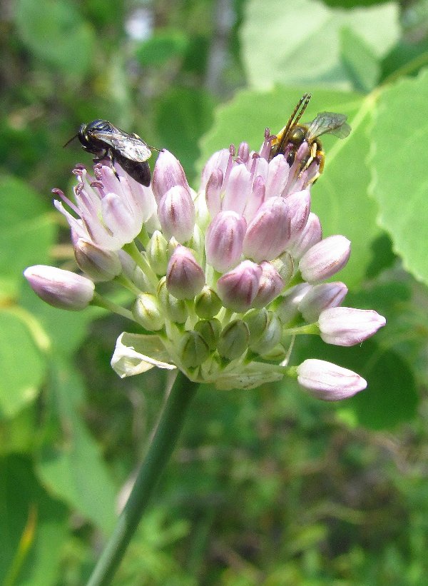 Image of Allium strictum specimen.