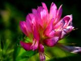 Trifolium lupinaster