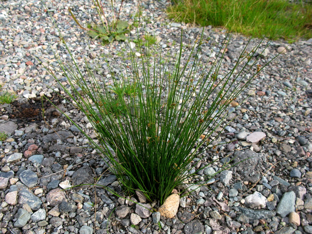 Изображение особи Juncus filiformis.