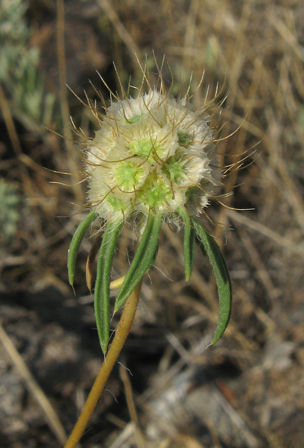 Image of Lomelosia argentea specimen.