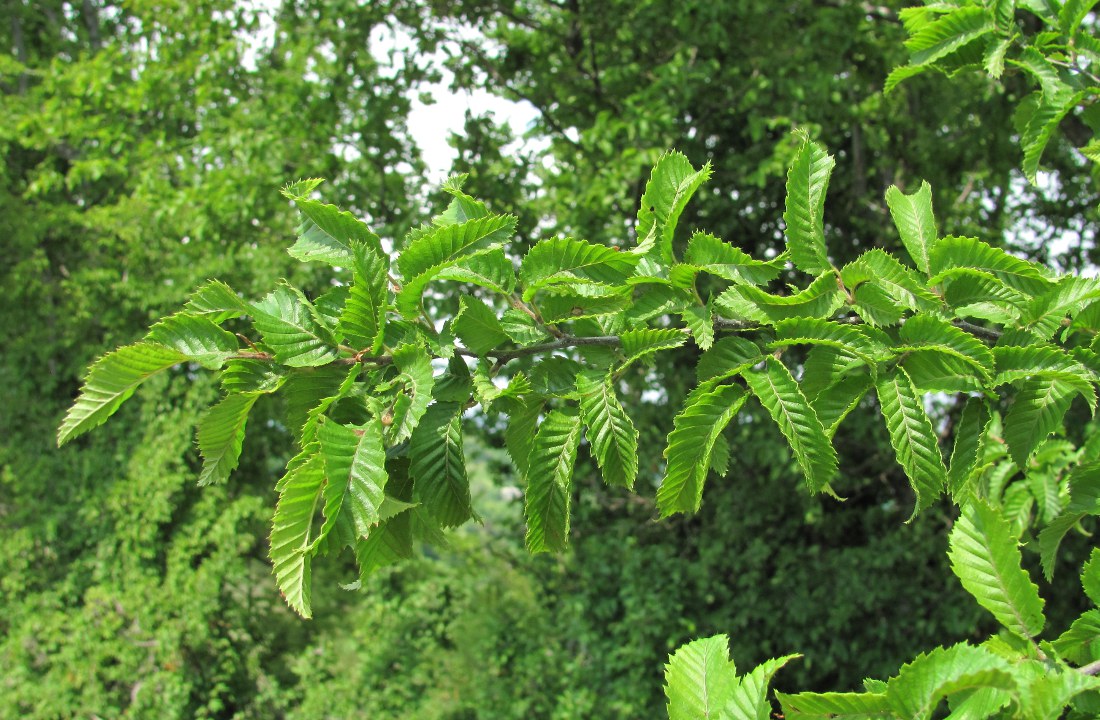 Изображение особи Carpinus orientalis.
