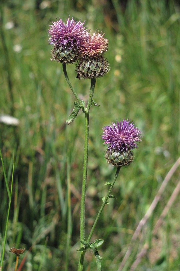 Изображение особи Centaurea alpestris.