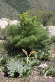 Prangos pabularia. Зацветающее растение (на переднем плане - Rheum maximowiczii). Южный Казахстан, хр. Боролдайтау, гора Нурбай; 1080 м н.у.м. 23.04.2012.