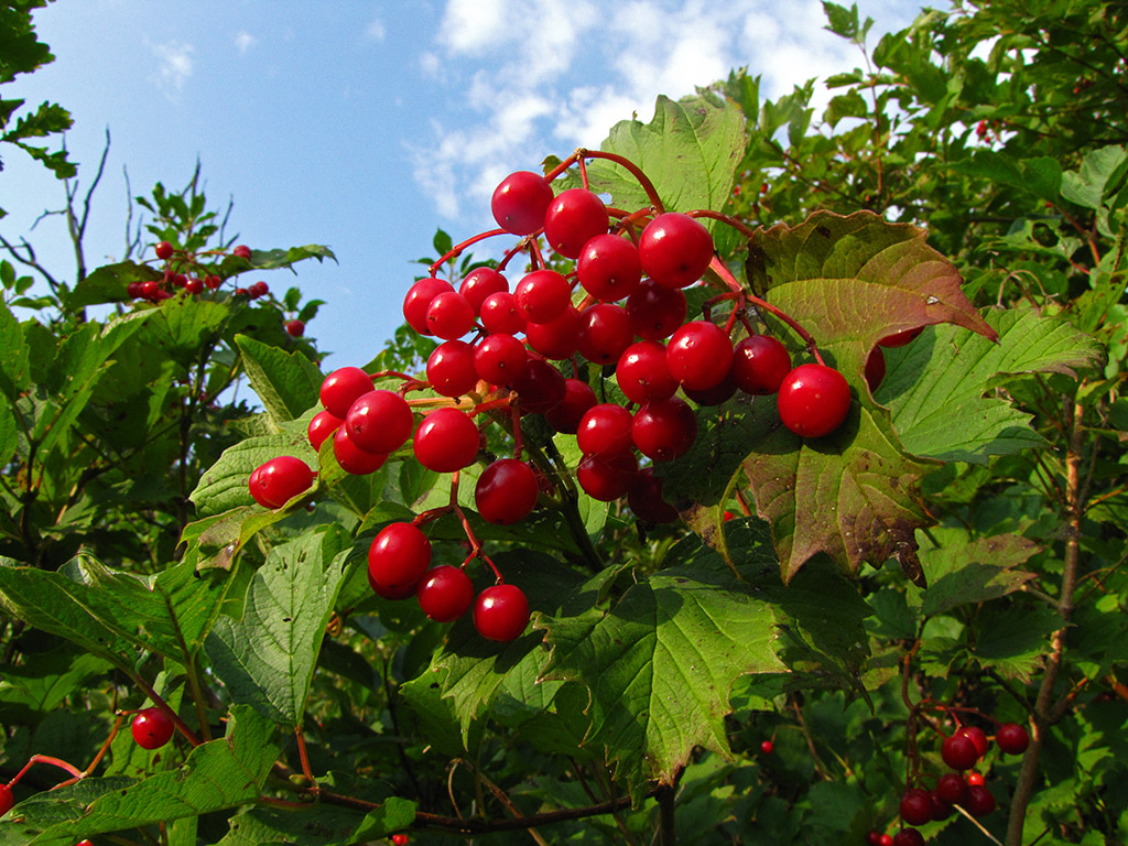 Image of Viburnum opulus specimen.