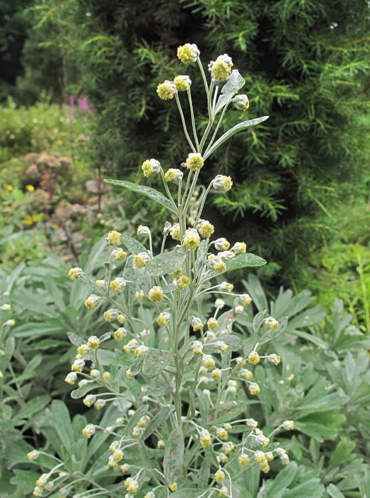 Изображение особи Artemisia lagocephala.