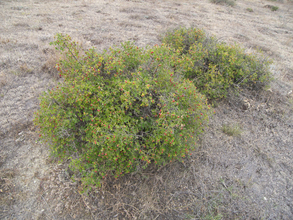 Image of Lonicera iberica specimen.