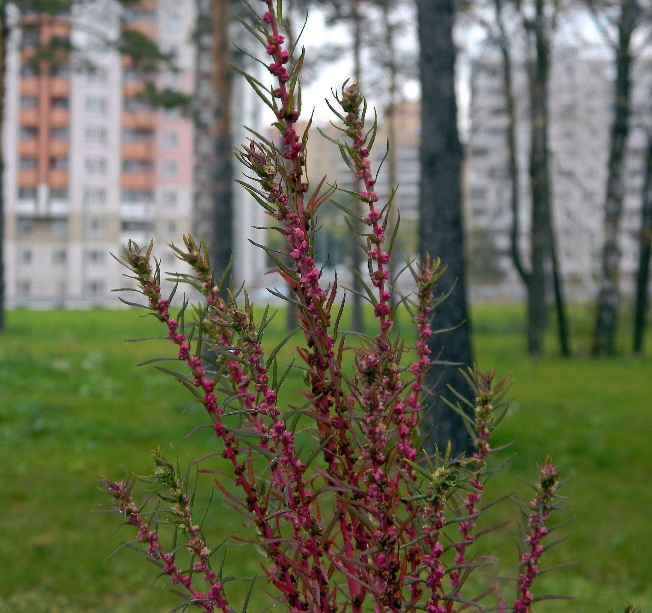 Image of Bassia scoparia f. trichophylla specimen.