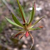 Androsace septentrionalis