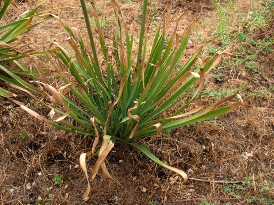 Изображение особи Eremurus olgae.