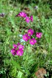 Primula cortusoides. Цветущее растение в смешанном лесу. Хакасия, район п. Туим. 18.06.2005.