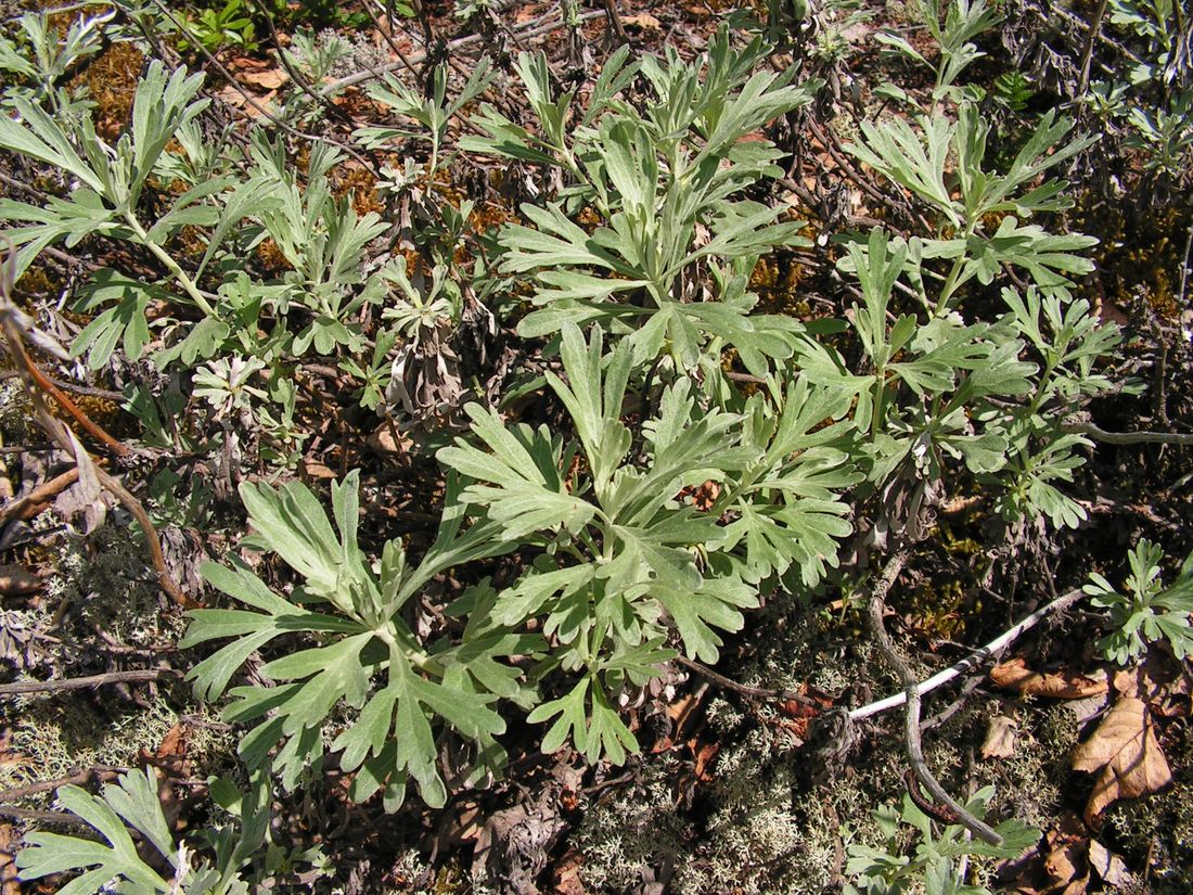 Изображение особи Artemisia lagocephala.