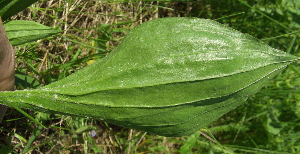 Изображение особи Scorzonera humilis.