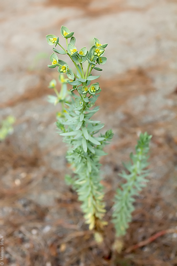 Изображение особи Euphorbia paralias.