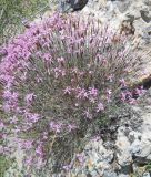 Dianthus orientalis